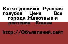 Котят девочки “Русская голубая“ › Цена ­ 0 - Все города Животные и растения » Кошки   